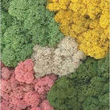 Lichen 015.050 Total Mix 50g